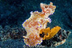 Ceratosoma tenue laying her eggs. D300-60mm by Larry Polster 